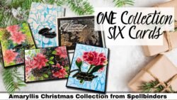 Amaryllis Collection